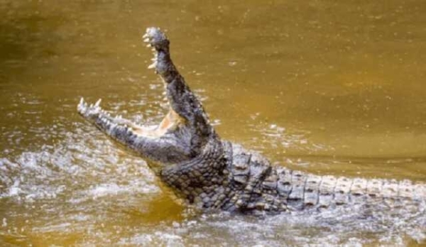 Самопровозглашенный пророк был разорван на части крокодилами Лимпопо во время церемонии крещения в реке